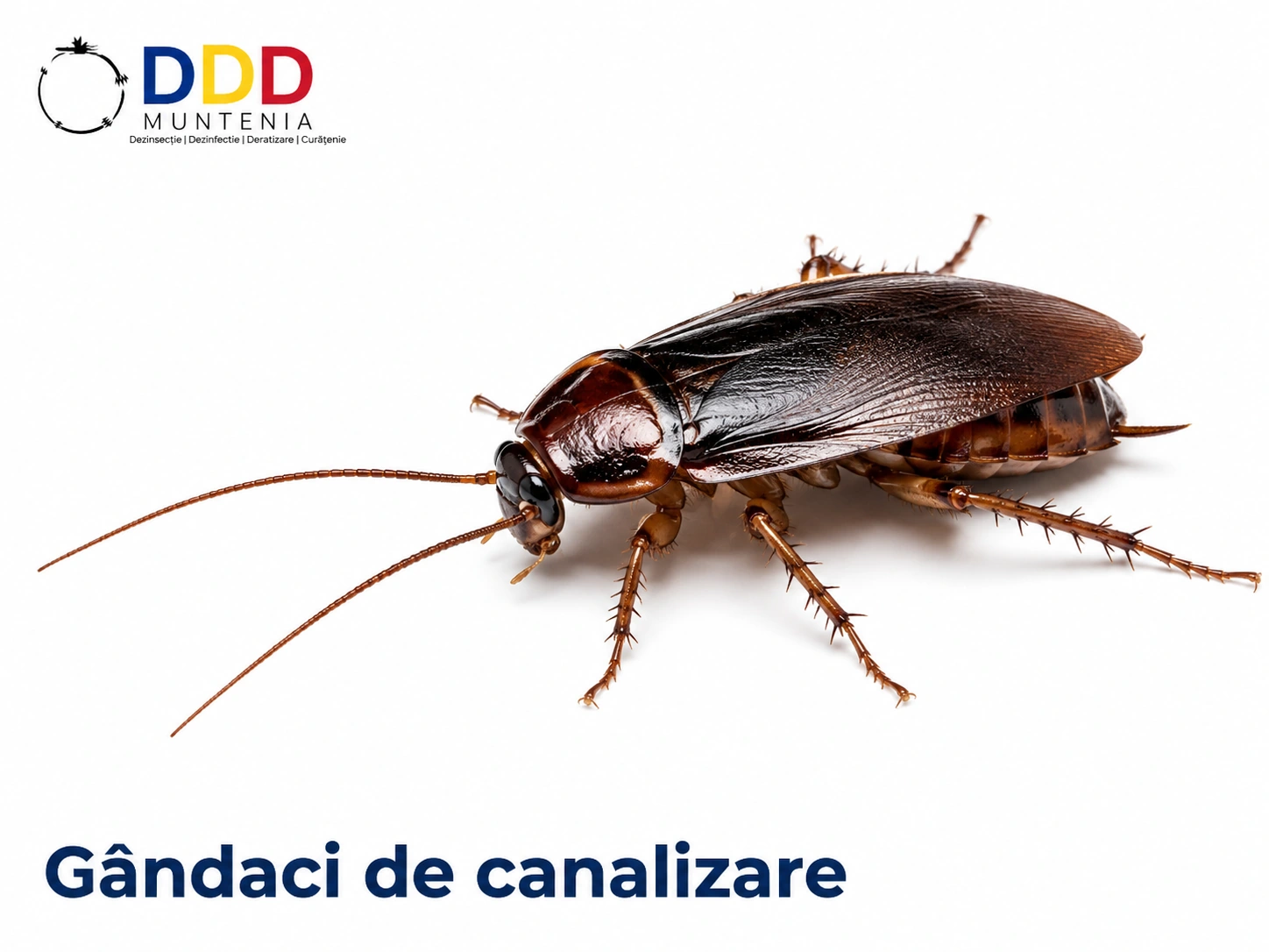 Gândaci de canalizare — DDD Muntenia