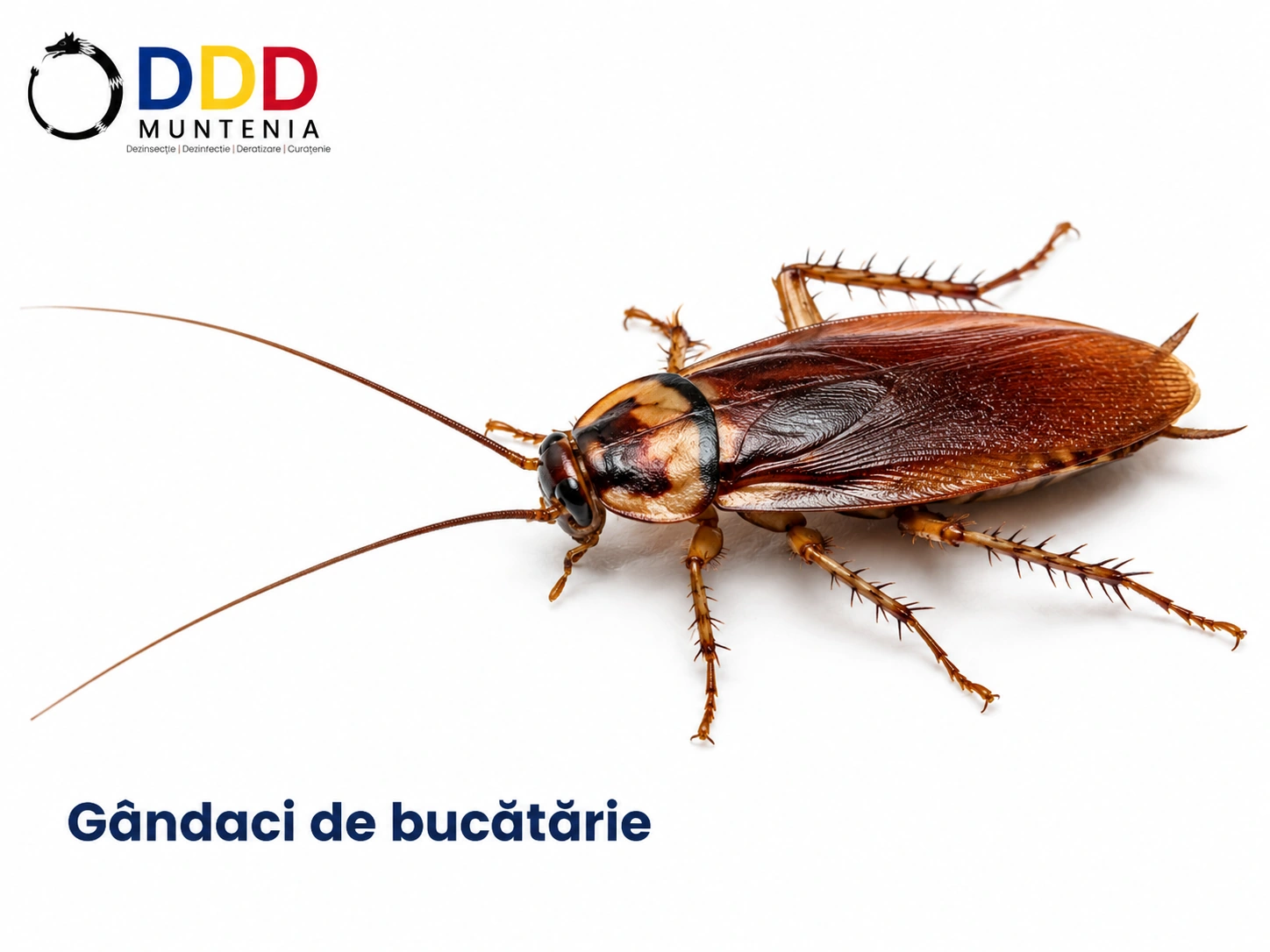 Gândaci — DDD Muntenia