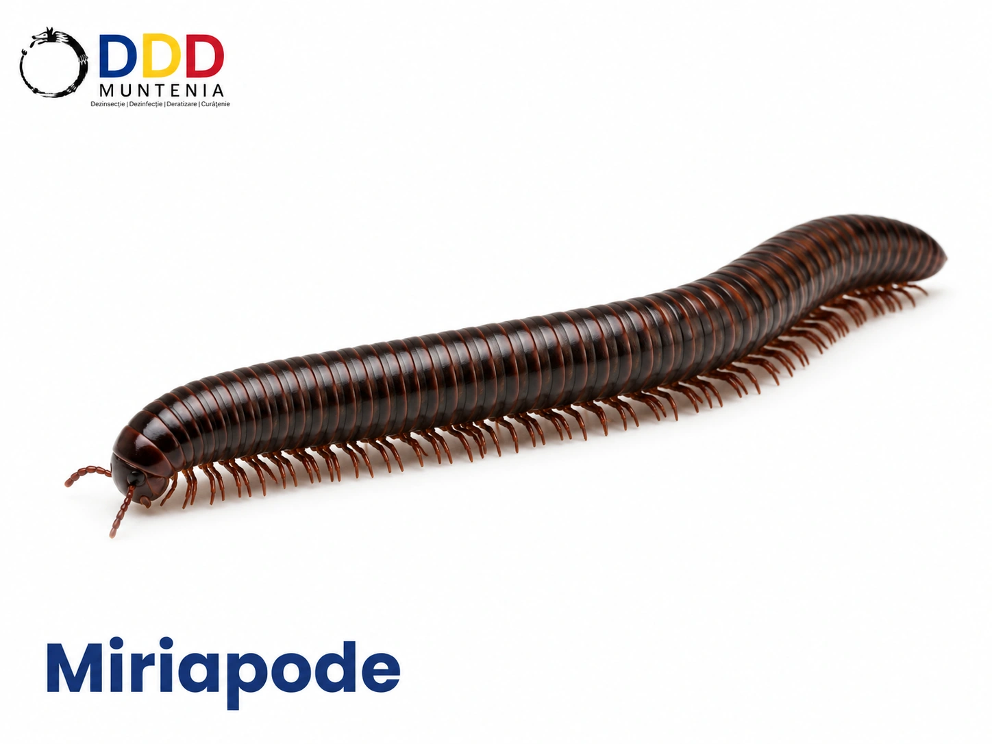 Miriapode — DDD Muntenia