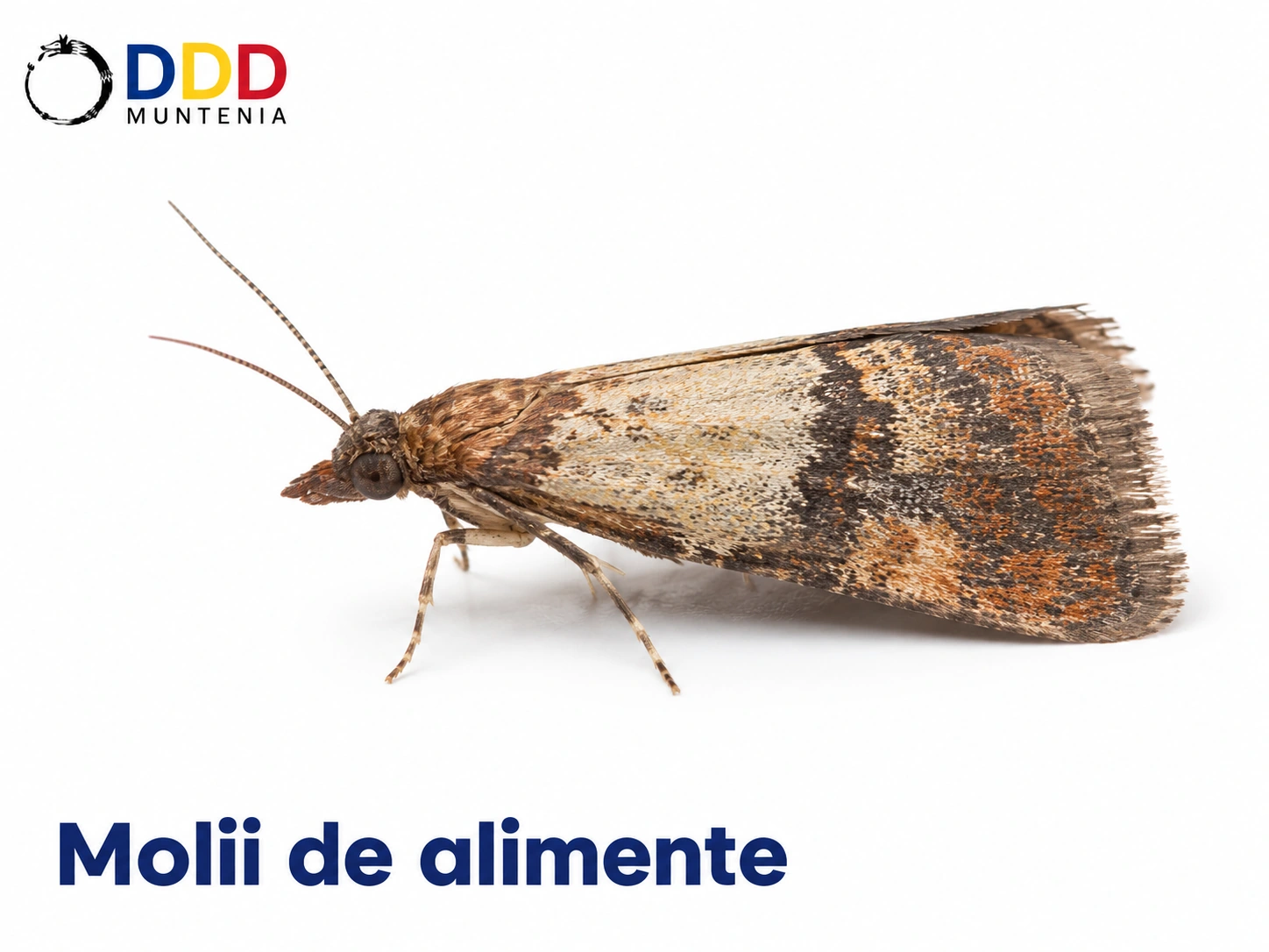 Molii de alimente — DDD Muntenia