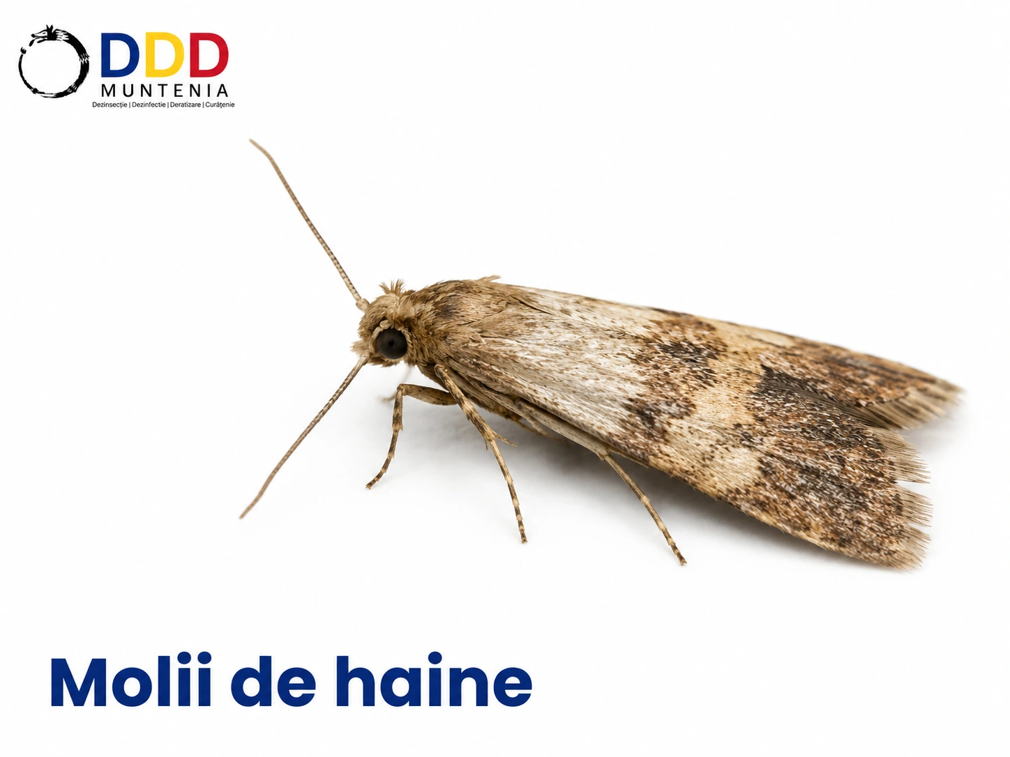 Molii de haine — DDD Muntenia