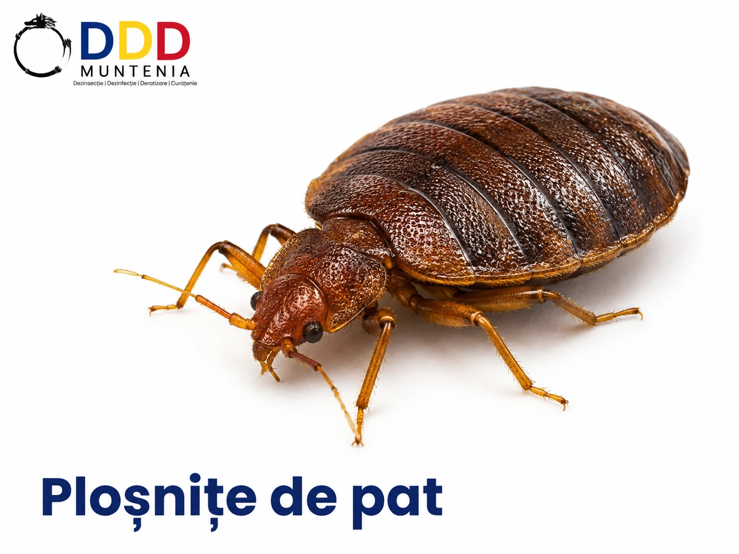 Ploșnițe — DDD Muntenia