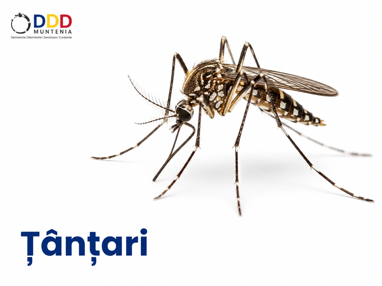Țânțari — DDD Muntenia