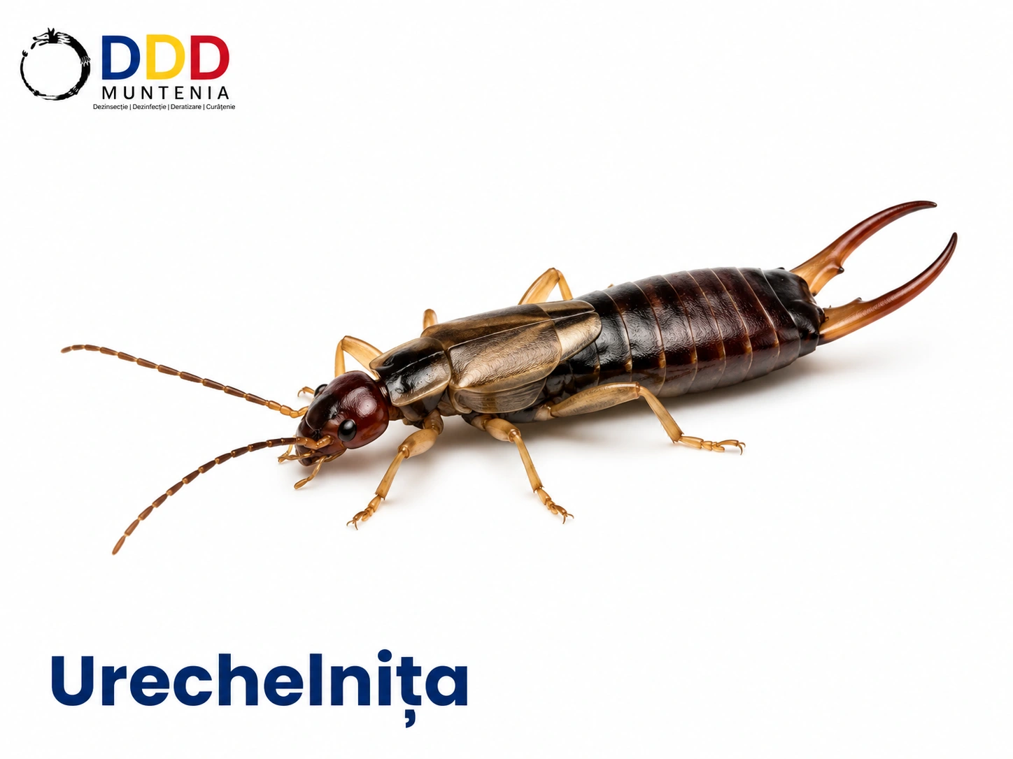 Urechelnițe — DDD Muntenia